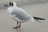 1cy Black-headed Gull in July. (85237 bytes)